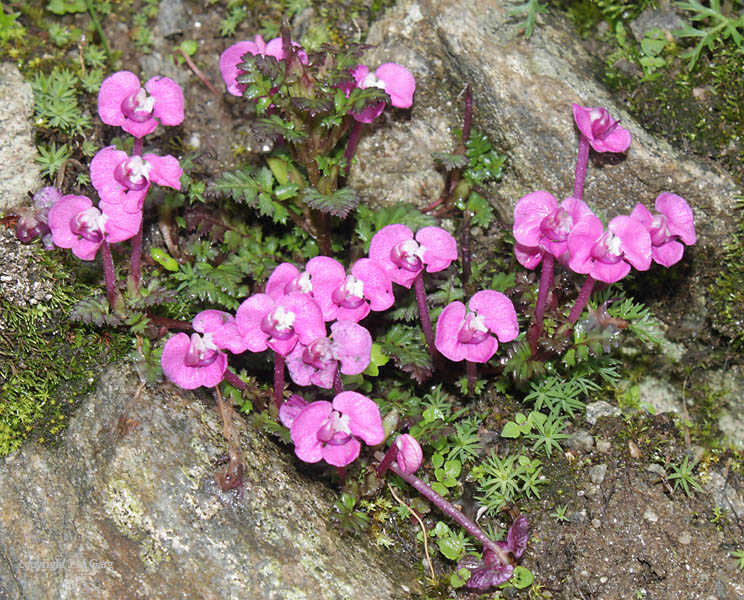 pedicularis-punctata-eflora-of-india